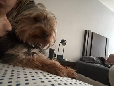 A Yorkshire Terrier peeks from under a bed with a blue and white patterned cover. The dog, wearing a bone-shaped tag and hoop earring, has long, flowing brown and blonde fur. A dark gray headboard with a grid design is partially visible. A suspended black nightstand with a white cup on it is also visible on the side of the frame. The overall impression is a cozy, somewhat obscured view of the dog's hiding spot.