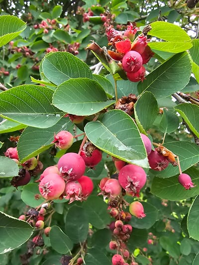 A close-up, eye-level, medium shot captures a cluster of ripe serviceberries (Amelanchier) on a branch. The berries are a vibrant pink to deep reddish-purple, with some still showing hints of green. They are clustered together, with several berries showing the characteristic star-shaped calyx at their tip. The berries are a mix of ripe and developing stages.

The background is filled with lush green leaves, some of which are in sharp focus, while others are softly blurred, creating a sense of depth. The leaves are ovate with serrated edges and prominent veins. The overall scene suggests a natural, outdoor setting, likely a garden or a park, given the healthy appearance of the plant. The lighting is soft and diffused, indicating it could be a cloudy day or early morning/late afternoon. There are no people or discernible man-made objects in the frame, focusing solely on the fruit and foliage. The image evokes a sense of natural abundance and the beauty of ripening fruit. The location context is Elovo, Russia. No text is visible in the image.