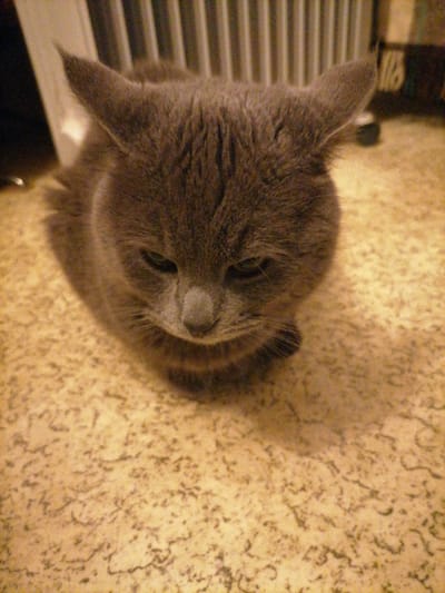 An indoor photograph depicts a short-haired grey cat situated on a light-colored, textured floor in Leskovdol, Bulgaria. The cat faces forward but directs its gaze downwards, with its eyes partially closed. Its ears are upright. In the blurred background, a vertical, ribbed structure, likely a radiator, is visible to the left, with an indistinct object to the right.