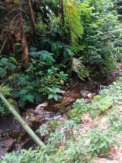 The image depicts a dense, verdant natural environment, consistent with a tropical or sub-tropical forest, potentially near the Nebilver (Tegal) Admin Centre in Papua New Guinea. Lush green foliage, dominated by various types of ferns with intricate fronds and other broad-leaf plants, fills the frame. Large, dark tree trunks or stumps are visible on the left, partially obscured by the dense undergrowth. A light green bamboo stalk runs diagonally across the lower-left corner.
A small, shallow stream or water channel flows through the middle ground, its dark, murky water and rocky banks contrasting with the surrounding greenery. This waterway is unfortunately polluted with human waste; plastic bags, wrappers, and other debris are clearly visible floating in the water and accumulated along its edges, entangled with plant roots.
The scene appears to be captured during the daytime, likely under an overcast sky or in a shaded part of the forest, as evidenced by the soft, even lighting and absence of harsh shadows. The overall impression is one of natural beauty marred by significant environmental pollution. No human figures are present, and there is no visible text in the image.
