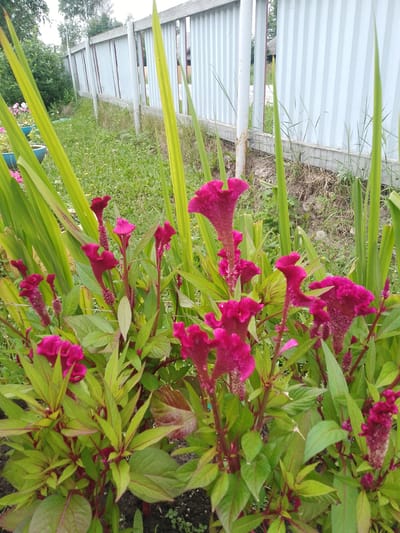 The image shows a close-up view of a bed of bright magenta celosia flowers in bloom. The flowers have a unique crested or plumed appearance. They are surrounded by lush green foliage with some reddish stems. In the background, a light-colored corrugated metal fence runs horizontally across the frame, supported by white posts. Beyond the fence, there is green grass and some trees, indicating an outdoor setting. The scene appears to be a garden or yard in a residential or public space. The image was taken in Khanty-Mansiysk, Russia.