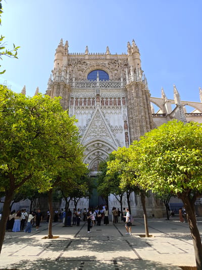 The image shows a sunny daytime view of the Seville Cathedral in Seville, Spain. The grand Gothic facade of the cathedral, with its intricate carvings, statues, and a large rose window, dominates the background. In the foreground, several leafy trees with vibrant green foliage partially obscure the view of the cathedral. The ground is paved with stone tiles, and the scene is populated by a number of people. They appear to be tourists, some gathered in small groups, others walking through the plaza. The overall atmosphere is bright and pleasant, indicative of good weather. The clear blue sky suggests it is daytime, likely late morning or early afternoon due to the strong sunlight casting shadows. The people are dressed in casual attire suitable for warm weather. The presence of trees and the architectural style are strong cues for the location being Seville, Spain.