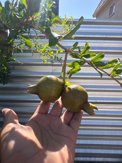 A hand is holding two unripe pomegranates from a tree. The pomegranates are green and small, with a yellowish tint near the top. The tree has green leaves and thin branches with red accents. Behind the tree and hand is a corrugated metal fence with vertical stripes of alternating gray and blue. To the left of the fence, a building with a window is visible. The sun is shining brightly, casting long shadows on the hand and illuminating the leaves of the tree. The scene appears to be outdoors, likely in a backyard or garden, given the presence of the fruit tree and fence. The lighting suggests it is daytime, possibly morning or afternoon. The location is identified as El Paso, United States of America. There is no visible text in the image.