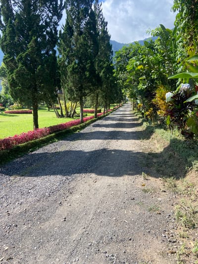 A gravel path winds through a lush landscape, bordered by manicured greenery and tall trees. On the left, a vibrant red flower bed runs alongside a neatly trimmed lawn, where more cypress-like trees are spaced out. Beyond the lawn, a building with a dark roof is partially visible. The right side of the path is a mix of dense foliage, featuring large green leaves, colorful plants with red and yellow hues, and clusters of blue hydrangeas. In the background, rolling hills covered in vegetation meet a hazy sky with scattered clouds. The overall impression is that of a well-maintained garden or park, possibly in a tropical or subtropical region, with a sense of tranquility.