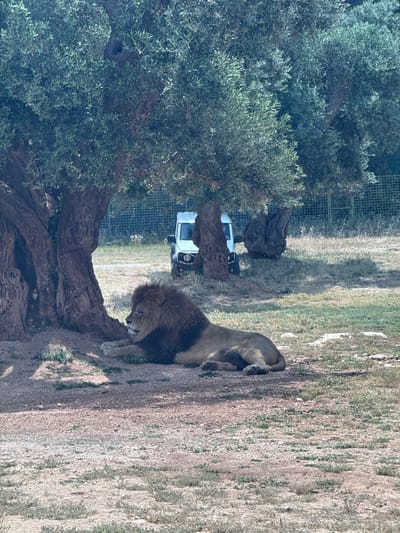 This image, taken in Fasano, Italy, captures a tranquil scene within what appears to be a safari park or large wildlife enclosure. The primary subject is a majestic adult male lion, distinguished by its full, dark mane, resting on a gentle incline of dry, earthy ground. The lion is lying down with its front paws stretched out, appearing calm and relaxed, possibly in a state of repose or quiet observation.

To the left of the lion, a large, ancient olive tree with a thick, textured trunk and dense, silvery-green foliage stands prominently, providing natural cover. Partially visible behind this tree, a white safari-style vehicle, likely a Land Rover Defender or similar model, is parked, suggesting a controlled environment for visitor viewing or animal management. A wire mesh fence can be seen in the background, further indicating an enclosed habitat.

The ground consists of dry, light-colored soil interspersed with sparse patches of green and yellowed grass. The bright sunlight suggests it is daytime, casting subtle shadows across the scene. The presence of olive trees is consistent with the Mediterranean climate of Fasano. No discernible text is visible within the image.