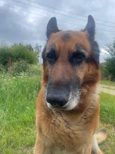 A close-up, eye-level, portrait-style photograph features a German Shepherd dog sitting outdoors in a grassy area, likely in the vicinity of Блужскі сельскі Савет, Belarus. The dog, facing directly towards the camera, exhibits a mixed expression with its head tilted slightly. Its fur is a mix of brown, black, and tan, with prominent markings around its eyes and muzzle. The dog's ears are erect and pointed. The background consists of green grass, blurred foliage, and a dirt path. Overhead, multiple power lines are visible against a cloudy sky. The overall scene suggests a rural or semi-rural outdoor setting.