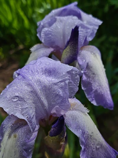 The image shows two purple irises, likely in a garden setting. Droplets of water are visible on the petals, suggesting recent rain or dew. The background is blurry green, possibly foliage. There is no evidence to confirm the location is Parkhomivka, Ukraine. No people, actions, or interactions are depicted. The focus is solely on the close-up of the flowers.