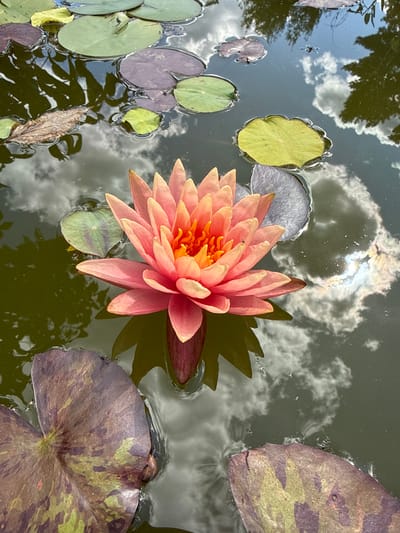 The image shows a close-up, overhead view of a single pink water lily floating in a pond. The water lily is in full bloom, with its petals unfurling to reveal a vibrant orange center. Several lily pads surround the flower, some a deep purplish-brown with green splotches, and others a lighter green or yellowish-green. The surface of the water reflects the sky and surrounding trees, creating a dappled effect of light and shadow. There are no people or animals visible in the image. The scene is still and peaceful, with the focus solely on the beauty of the water lily and its natural environment. The image does not provide any information about the location in the city of Lopino, Russia.
