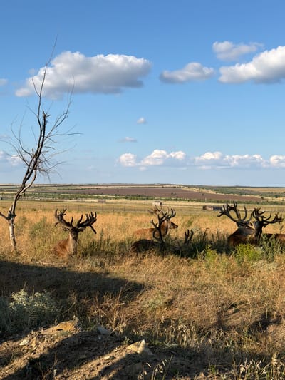 This image depicts a group of deer with large antlers resting in a grassy field under a blue sky with white clouds. The foreground shows dry grass and a bare tree branch. In the background, there is a fenced-off area with agricultural fields. The scene is set in the countryside, likely near Gornyi Balyklei, Russia. There are no people or any discernible actions or interactions occurring among the subjects. The environment is rural and arid.