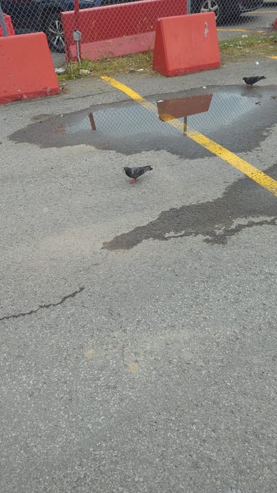 The image depicts a paved area, possibly a parking lot or an industrial yard, in Montreal, Canada. The ground is asphalt with a prominent yellow line painted across it, suggesting traffic direction or a boundary. There are puddles of water on the ground, indicating recent rain or a leak. Two pigeons are visible, one standing near a puddle and the other further away. In the background, red concrete barriers are present, along with a chain-link fence. To the left, a vehicle's tire is partially visible, suggesting the area is used for parking. The scene appears to be outdoors, with natural light, suggesting it is daytime. There is no visible text in the image.