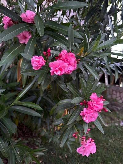 The image shows a close-up of pink oleander flowers and their leaves against a blurred background. The flowers are clustered together on branches with long, slender green leaves. Some buds are also visible. The background suggests an outdoor setting, possibly a garden or yard, with hints of foliage and some man-made structures, possibly part of a building, in the upper right. The lighting appears to be natural, possibly overcast or late afternoon, casting soft shadows. There are no people or animals present in the image. The specific location in Vidin, Bulgaria, cannot be determined from the visual information alone.