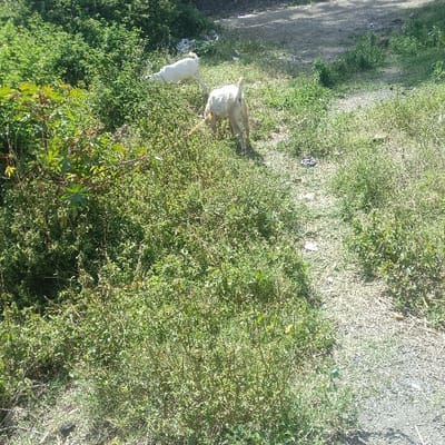 The image depicts an outdoor scene in Nkaimurunya ward, Kenya, under bright daylight. Two goats are the primary subjects, foraging amidst dense green vegetation.
In the upper left portion of the frame, a predominantly white goat is partially obscured by bushes, appearing to stretch its neck towards the foliage. A second goat, lighter in color with possibly some tan or dirt marks, is positioned centrally with its head lowered, actively grazing on the ground-level plants.
The terrain consists of overgrown green bushes and tall grass that cover much of the scene, suggesting a natural, uncultivated, or undeveloped area. A dusty, light brown path or dirt road runs through the upper right and central parts of the image, separating areas of denser greenery. Scattered small pieces of light-colored debris are faintly visible along the path.
The bright sunlight indicates it is daytime, casting clear illumination across the scene. No human subjects or visible text are present. The overall atmosphere is tranquil, showing animals engaged in natural behavior within their environment.