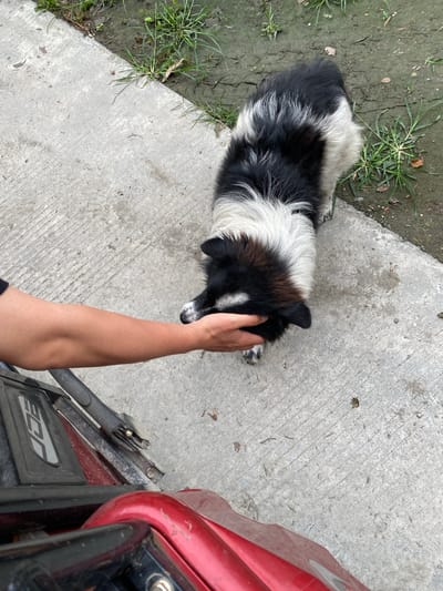 In Chongzhou City, China, on a paved surface adjacent to a patch of dirt and grass, a person's outstretched arm is gently petting a black and white dog. The dog's head is turned towards the hand, with its fur appearing fluffy and its ears slightly lowered. The person's hand is positioned on the dog's head, near its snout. In the foreground, a portion of a red object, possibly a vehicle or furniture, is visible, with black and gray components. The overall environment suggests an outdoor, casual setting.