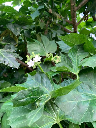 The image displays a close-up view of a plant with large, green, lobed leaves and a cluster of small white flowers. The flowers have delicate petals and are surrounded by green buds. The leaves have prominent veins and somewhat serrated edges. In the background, branches of the plant are visible, along with glimpses of other foliage. The lighting suggests it is daytime, with some natural light filtering through the leaves. The overall scene is of a lush, green plant, likely outdoors in a natural setting. There is no visible text in the image. The location context provided is Kuru Karama, Nigeria.