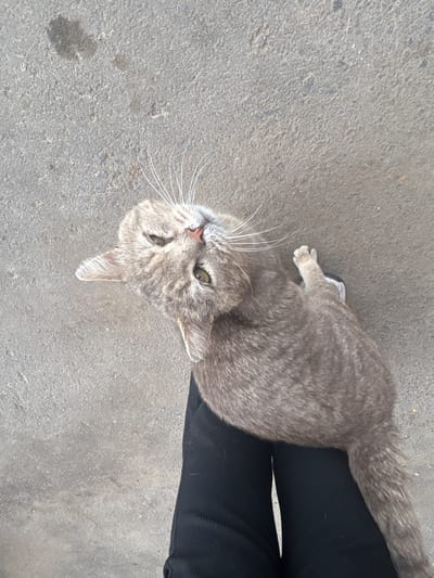 The image shows a tabby cat lying on a grey, textured surface, possibly asphalt or concrete. The cat is oriented with its head towards the bottom left of the frame and its body extending towards the top right. Its fur is predominantly grey with darker tabby stripes. The cat has green eyes and white whiskers. A person's legs, clad in black pants, are visible on the right side of the frame, with the cat lying partially on the person's lap or adjacent to them. The background is a plain, grainy grey surface with some lighter flecks. The lighting suggests it is daytime, with no strong shadows indicating a specific time. There is no visible text in the image. The scene appears to be outdoors, likely in an urban or suburban setting given the ground material and the presence of a person. The cat's posture and direct gaze towards the camera could be interpreted as relaxed or curious.