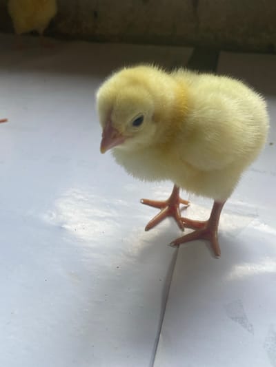 The image displays a small, light yellow chick standing on a clean, white surface. The chick is positioned vertically, with its head turned to its right and looking slightly downwards. Its bright, dark eye and small, pinkish beak are clearly visible. Its body is covered in soft, fluffy down. The chick's delicate pinkish-orange legs and splayed feet, featuring small white claws, are visible on the white surface.
The background behind the chick is dark and out of focus, suggesting an indoor setting, possibly a container or an enclosure. One of the provided crop images reveals a second, partially visible chick in this darker background. The chick appears calm, simply standing. There is no visible text or any specific environmental cues to determine the precise location or time of day.