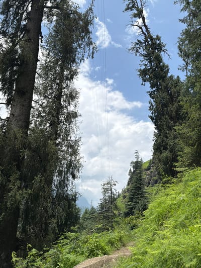 A downward-angle, eye-level shot captures a pathway leading through dense vegetation and tall trees in Bahang, India. In the foreground, a narrow dirt path is bordered by lush, green ferns and other undergrowth. Two massive, dark-barked evergreen trees flank the left and right sides of the image, their branches reaching upwards towards a bright blue sky with scattered white clouds. Power lines stretch across the sky, suspended between unseen poles. Further back, the landscape rises with rocky outcrops, more evergreen trees, and the faint outline of distant mountains. The scene is a natural, outdoor environment under daylight conditions.