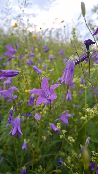 A close-up, low-angle shot captures a field of purple bellflowers in Kempelevo, Russia. The flowers are in various stages of bloom, with some fully open and others still in bud. The foreground is dominated by a prominent, open bellflower with five pointed petals, its stamens visible within. Other bellflowers, some drooping and tubular, are scattered throughout the scene. Small clusters of white flowers and yellow wildflowers are also present amidst the green foliage. The background is softly blurred, showing more of the field and a cloudy sky with patches of light. The overall impression is one of a serene, natural landscape.