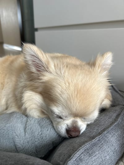A close-up, eye-level, medium shot shows a light brown, long-haired chihuahua sleeping on a gray dog bed. The dog's eyes are closed, and its head is resting on its paws, which are tucked underneath its body. The dog's ears are perked up. The background is out of focus, but appears to be a room with light-colored walls and furniture. No specific location within Tolyatti, Russia can be determined from the image.