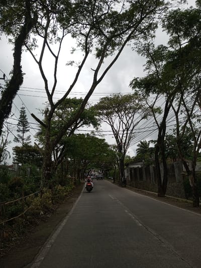 The image depicts a paved two-lane road in Melakudikadu, India, viewed from a low perspective, extending into the distance under an overcast sky. Large, leafy trees form a dense canopy overhead, lining both sides of the road, with power lines visible through their branches. On the left side, a dirt shoulder transitions to dense green vegetation and a rustic fence made of intertwined branches. Beyond this, a white fence or gate is partially visible amongst more foliage. On the right side, a dirt shoulder meets a stone wall with concrete pillars, behind which a building with a light-colored upper section and additional vegetation, including palm trees, is present. A single individual wearing a light-colored head covering and clothing is operating a dark-colored motorbike in the center of the right lane, moving away from the viewer. Several other vehicles, including cars, are visible further down the road, also moving in the same direction. The overall environment is characterized by dense foliage and a mix of natural and constructed elements typical of a suburban or semi-rural road.