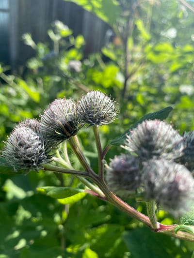 This is a close-up, eye-level, outdoor shot of burdock seed heads in Zelenodol'sk, Russia. The foreground features several prickly burdock seed heads, some covered in fine, wispy white fibers, with some appearing to be in early bloom with purple tips. A small, dark insect, possibly a beetle, is visible on one of the seed heads. The stems of the burdock plant are a reddish-green color. The background is filled with blurred green foliage, suggesting a garden or overgrown area, and a wooden fence is faintly visible at the top left. The lighting indicates a bright, sunny day.