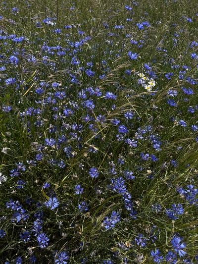 The image shows a dense field of blue cornflowers (Centaurea cyanus) with some white daisies (Bellis perennis) interspersed. The flowers are in full bloom and are surrounded by tall green grass and stalks. The lighting suggests it is daytime, likely under natural sunlight. There are no people or man-made structures visible in the image, indicating a natural, uncultivated setting within the Буркоўскі сельскі Савет, Belarus. The focus is on the flora, creating a vibrant and naturalistic scene.