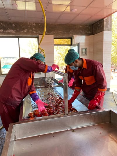 Two masked workers wearing maroon suits, green caps, and colorful gloves sort a large quantity of round, brown fruits. The fruits are inside a stainless steel washbasin with running water. One worker stands at the front, his arm outstretched, while the other is positioned to the side, leaning into the basin. A yellow hose lies on the tiled wall behind.