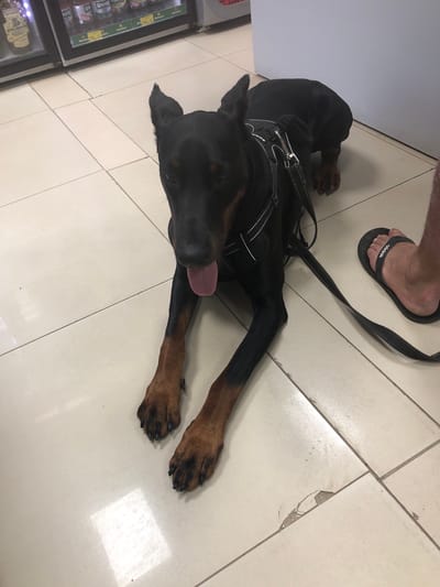 The image shows a black and tan Doberman Pinscher dog lying on a light-colored tiled floor. The dog is wearing a black harness with reflective straps and is attached to a black leash, which extends out of the frame to the right. The dog's tongue is slightly sticking out. Partially visible in the bottom right corner of the image is a person's bare foot wearing a black flip-flop with "adidas" written on the strap. In the background, there is a row of refrigerated display cases filled with bottles, suggesting a retail environment such as a convenience store or market. The floor tiles are arranged in a grid pattern and some appear worn or chipped. The lighting suggests an indoor setting. There is no direct evidence within the image to confirm the location as Solikamsk, Russia, but if this were the case, it would be an indoor retail establishment.