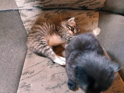 In Qobda, Kazakhstan, two kittens are resting on a seat. One kitten, with a tabby coat, is curled up, appearing sleepy. Its paws are extended, with white socks on its hind legs. The other kitten, mostly black and with fluffy fur, is positioned in front of the tabby kitten, partially obscuring it. Both kittens are lying on a textured fabric surface, likely part of a chair or couch, which has a subtle patterned design. The lighting suggests it is daytime, possibly indoors, given the indoor setting and soft lighting. There is no visible text in the image. The scene conveys a sense of quiet repose and innocence.