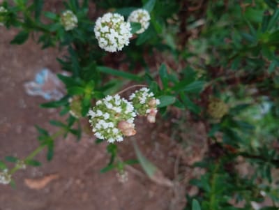 In Gwafan, Nigeria, a close-up shot focuses on clusters of small white flowers and green leaves. The flowers are delicate and appear to be in bloom, with some showing tinges of light pink. The background is a mixture of brown soil and out-of-focus green foliage. The overall scene is natural and serene, suggesting a garden or natural environment within the city. There are no people or animals present.