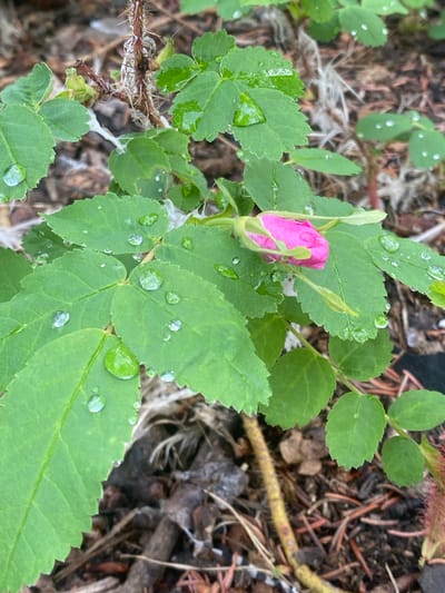 This close-up, eye-level shot showcases a wild rose bud with a delicate pink bloom, nestled amongst its vibrant green, serrated leaves. The leaves are adorned with numerous glistening water droplets, suggesting recent rainfall or morning dew. The background is a soft-focus tapestry of natural elements, including brown earth, dry leaves, twigs, and pine needles, hinting at a forest floor setting. A thorny stem is visible on the left, further emphasizing the wild nature of the plant. The overall impression is one of natural beauty and tranquility. The lighting is soft and diffused, indicating it could be early morning or a cloudy day. The setting is likely outdoors in a temperate climate, consistent with the provided location context of Haines Junction, Canada, which is known for its boreal forests and subarctic climate. There is no visible text in the image.
