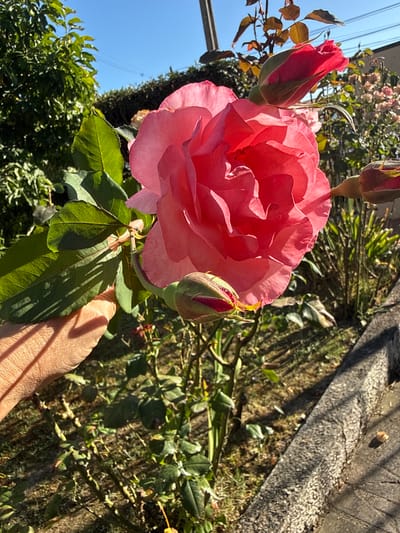 A close-up, eye-level, outdoor, full shot shows a large, fully bloomed pink rose in focus in the center. The rose has many delicate petals and is catching the sunlight. To the left of the rose, a person's hand, with visible skin texture and shadows from leaves, is gently touching a green leaf. In the foreground and background, other rose buds and foliage are visible, some with red hues. The background also shows a bright blue sky, some green trees, and a concrete curb with a rough texture. This scene is located in Seixal, Portugal, in a garden setting bathed in the warm light of a sunny day.