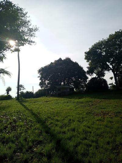 The image depicts a grassy hillside landscape with a small building nestled under a large tree in Thalang, Laos. The sky is bright with sunlight partially obscured by a tree on the left side of the frame. Other trees are visible on the right and in the background. A tall, thin tree casts a shadow across the grass in the foreground.