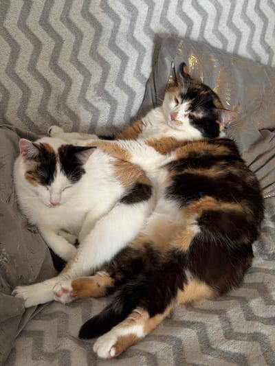 Two calico cats are sleeping in a pile on a gray chevron patterned blanket. One cat is mostly white with some black and brown markings, while the other has a mix of black, brown, and white fur. The cat on top is resting on a gray pillow with a gold leaf pattern. The location is Rossiyskiy, Russia.