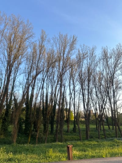 The image displays a daytime outdoor scene within a green space in Guimarães, Portugal, consistent with a park or natural area such as Parque da Cidade. The upper portion of the frame features a clear, light blue sky devoid of clouds. Below the sky, a dense formation of numerous tall, slender deciduous trees with dark, largely bare branches dominates the midground. Faint light green foliage indicates early spring budding on some branches. Dark green ivy visibly clings to the lower trunks of several trees, particularly on the left side of the composition. A patch of brighter green foliage is discernible deeper within the tree line, towards the center-right background. The immediate foreground consists of vibrant, well-lit green grass. A weathered, reddish-brown wooden post, approximately 0.4 meters in height, stands upright in the grass in the lower-center. A dark, indistinct horizontal surface, likely a paved path or road, runs along the extreme bottom edge of the frame. In the distant background, through sparse areas of the tree line, light-colored, indistinct structures, possibly buildings, are visible, suggesting proximity to an urban or suburban area. No individuals, actions, or specific interactions are depicted.