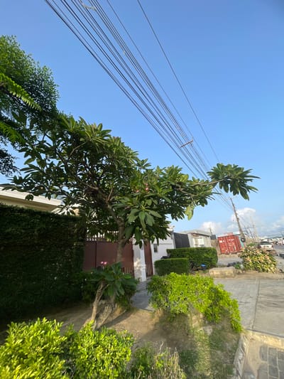 The image shows a street scene in a residential area. The foreground features a large tree with broad green leaves, positioned next to a wall covered in ivy. To the right, there's a path leading towards a house with a brown gate and white walls, bordered by trimmed green bushes. In the background, utility poles with numerous wires extend towards a clear blue sky. On the street, there is a glimpse of a red shipping container and other buildings. The image is rotated slightly, suggesting it was taken from a low angle. The location is likely Ilado, Nigeria. No people are visible.