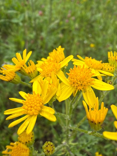 The image is a close-up, low-angle shot of several bright yellow flowers with daisy-like petals and textured, orange-yellow centers. The flowers are in various stages of bloom, with some fully open and others still in bud. The background is a soft, out-of-focus blur of green foliage and hints of pinkish-red, suggesting a natural outdoor setting. The lighting appears to be natural daylight, creating a vibrant and cheerful atmosphere. There are no people or man-made objects visible in the frame. Without specific landmarks or contextual clues, the exact location within Jēkabpils, Latvia, cannot be determined.