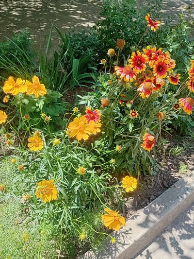 The image depicts a flowerbed with an assortment of blooming flowers, primarily in shades of yellow, orange, and red. In the foreground, several bright yellow flowers with delicate petals are visible. Behind them, a cluster of flowers with prominent red and yellow striped petals are in bloom, interspersed with developing buds. The flowers are growing in dark soil, with green foliage surrounding them. In the background, a gray concrete curb is partially visible, casting shadows from overhead foliage. The overall impression is of a sunny day with lush vegetation. The image's metadata indicates it was taken on May 25, 2023, in Kherson, Ukraine.
