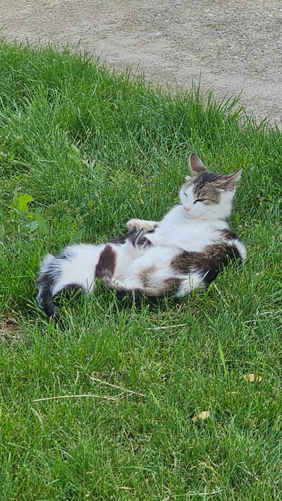 A domestic cat, exhibiting predominantly white fur with distinct patches of dark brown and grey tabby markings, is observed reclining on its side in vibrant green, untamed grass. Its eyes are mostly closed, indicating a relaxed or dozing state. Its forepaws are gently raised, and its tail, primarily dark brown, is curled around its body. The immediate foreground and midground consist of lush grass, transitioning into a lighter-colored, unpaved dirt or gravel surface in the background. The scene is illuminated by natural sunlight, suggesting an outdoor daytime setting. This event is situated in the city of Tsarkva, Bulgaria.