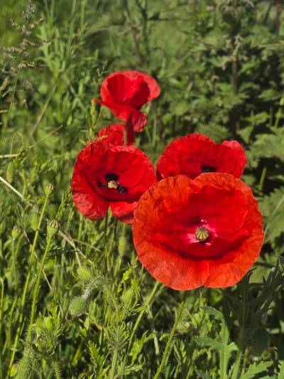 The image depicts a cluster of red poppies in a grassy field. The poppies are in various stages of bloom, with some fully open and others still budding. The background consists of green grass and foliage. The location is Estaimpuis, Belgium.