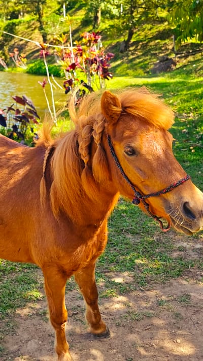 A medium shot captures a close-up of a chestnut-colored horse's head and upper body. The horse stands in an outdoor environment with lush green grass and dappled sunlight. In the background, a body of water, possibly a lake or pond, is visible, bordered by trees and colorful foliage. The horse's mane is intricately braided, with several sections tied off. A black and red rope halter adorns its head. The horse's eyes are open, and its mouth is slightly agape. The overall lighting suggests it is daytime, with the sun casting warm tones on the subject. The location is specified as Koh Samui, Thailand.