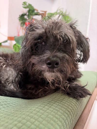 A small, dark-haired dog rests its head on the arm of a green sofa. The dog's face is close to the camera, showing its wet, wiry fur, small eyes, and a black, wet nose. Part of a houseplant is visible in the background, out of focus. The sofa fabric has a subtle square pattern. The image is slightly rotated.