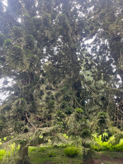 A wide-angle, full-frame shot captures a dense, moss-laden tree in the city of Baturiti, Indonesia. The tree's branches, thick with green moss, create a canopy that obscures much of the sky, allowing only dappled sunlight to filter through. The foreground features the base of the tree with its textured bark, and below, a carpet of vibrant green ferns and grass. The overall scene is one of lush, natural abundance, characteristic of a tropical environment. There are no people or animals visible in the image.