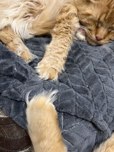 This is a close-up, eye-level, vertical shot of an orange tabby cat sleeping on a quilted dark gray blanket. The cat's head is on the right side of the frame, with its eyes closed and ears relaxed. Its paws are visible in the foreground and midground, some tucked under its body and one extended forward. The blanket has a diamond-shaped quilted pattern. The image does not provide any information about the location in the city of Markova, Russia.
