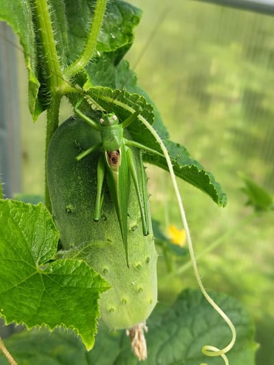 A green grasshopper is perched on a developing cucumber, which is hanging from a vine. The cucumber is green and has small bumps on its surface. The grasshopper has prominent eyes, long antennae, and six legs. It is positioned with its head facing upwards, its front legs gripping the cucumber and its hind legs extended. The leaves of the cucumber plant are large and green, with serrated edges and a fuzzy texture on the stems. In the background, the scene is blurred, showing hints of green foliage and a yellow flower. The overall impression is a close-up, macro shot of nature, highlighting the intricate details of the insect and the plant. The location of Zelenodol'sk, Russia, is not visually represented in the image.
