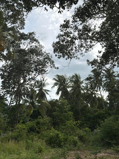 The image captures a dense, verdant tropical landscape, likely in Baan Mae Nam, Thailand, under an overcast sky. The foreground is dominated by a thick undergrowth of various green shrubs and tall grasses, with some dry, bare earth visible in the lower right. Towering above the undergrowth is a lush forest canopy featuring numerous palm trees, recognizable by their slender trunks and distinct fronds, interspersed with other broadleaf trees. The foliage is so dense that it obscures the ground beyond the immediate foreground and much of the sky. The sky itself is a muted gray, with hints of white clouds breaking through. The overall impression is one of a wild, untamed natural environment, characteristic of a tropical rainforest or dense jungle. There are no people or animals visible in the scene, and no discernible human structures or artifacts.