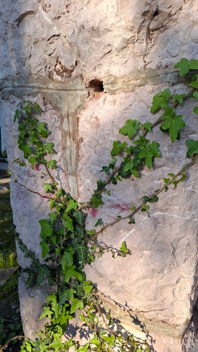 The image shows a section of a weathered, light pink stone wall overgrown with ivy in Podbadac, Montenegro. A noticeable hole penetrates the stone on the left. The ivy has substantial growth on the right side of the image. The wall has some surface cracks.