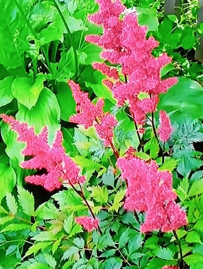 The image shows a close-up of pink astilbe flowers with green foliage. The flowers are feathery and clustered together on tall stems. The leaves are serrated and a vibrant green. The background is blurred, suggesting a garden setting. There is no visible indication of the city of Chachersk, Belarus.