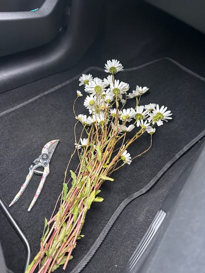 The image displays the interior footwell of a vehicle, specifically a dark grey or black carpeted floor mat with a textured black border along the right and lower edges. A cluster of white daisy-like flowers, featuring prominent green centers and reddish-green stems, lies on the right side of the mat. Many of the flowers are viewed from the underside, revealing their green calyxes. To the left of the flowers, a pair of pruning shears is positioned with its handles pointing towards the lower left. The shears have metallic blades and a colorful floral-patterned handle featuring hues of white, blue, pink, and yellow. Dark grey plastic vehicle interior components, likely part of the console or door, are visible along the upper and left periphery of the frame. A small, partially visible light blue object is tucked into a recess in the upper left corner. The scene is depicted as occurring in Great Yarmouth, United Kingdom, although no specific visual identifiers for this location are present within the image itself.