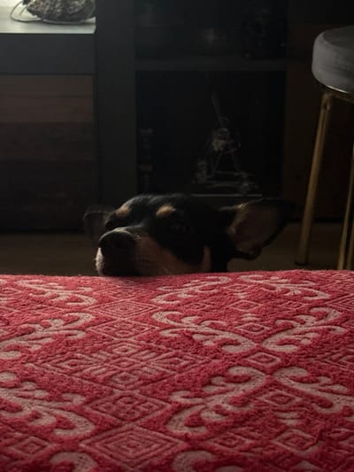 A dog's head peeks from behind a red patterned throw blanket. The dog is mostly black with tan markings above its eyes. Part of a dark, cluttered shelf or cabinet is visible in the background. A lamp is on top of the shelf. The location cannot be determined.